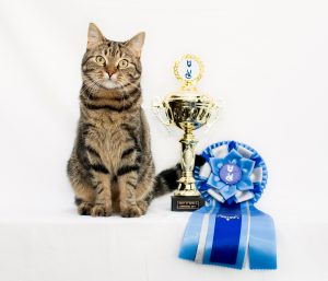 Rhys topkat 2018
