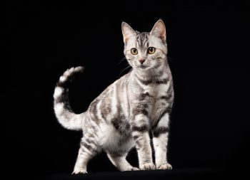 Sort sølv tortie klassisk tabby - fs 22