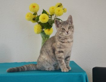 Blå tortie spotted tabby - g 24