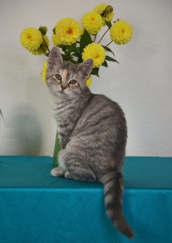 Blå sølv tortie spotted tabby - gs 24