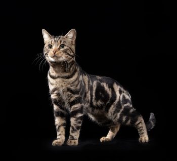 Sort klassisk tabby - n 22