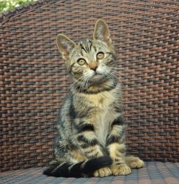 Anton
