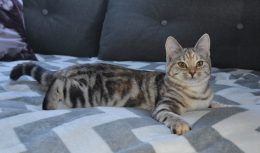 Freja