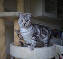 Mikkel