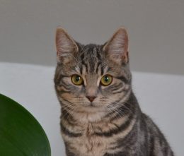 Ronja lille