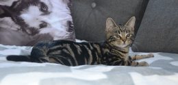 Zorilla lille