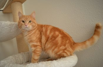 Rød sølv klassisk tabby - ds 22