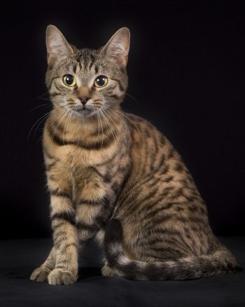 Sort spottet tabby - n 24