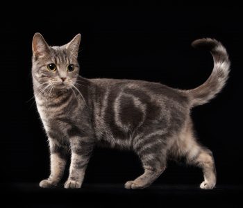 Blå klassisk tabby - a 22