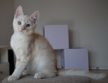 Creme sølv klassisk tabby - es 22
