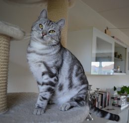 Aniratax Mikkel
