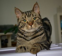 Wehnert's Anton