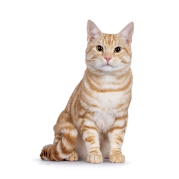 Illias_von_KnuddelKat2