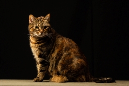 Rothes_Nellie