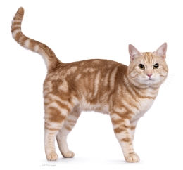 IlliasvKnuddelKat